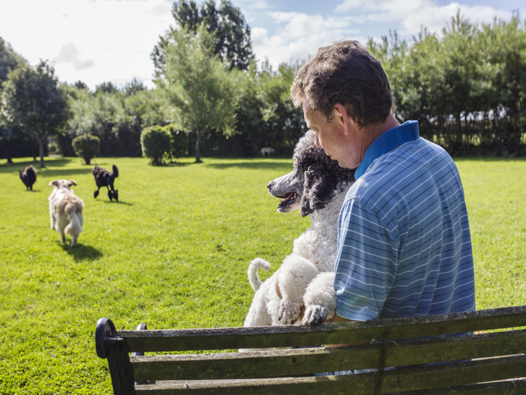 Dog walker with dogs in park