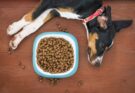 Profesjonalny sklep z karmą dla psów – w trosce o zdrowie Twojego pupila