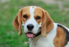 Jaki temperament ma pies rasy Beagle?
